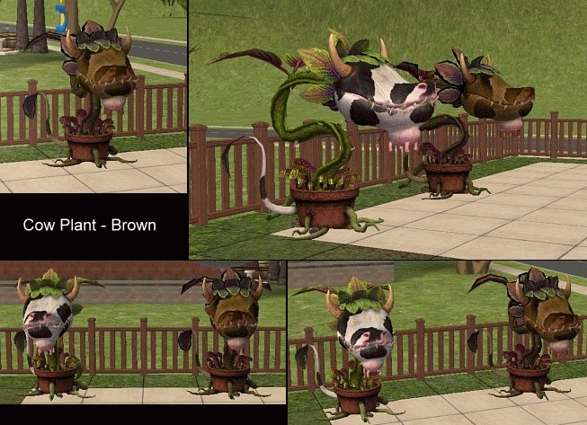 Sims Cow Plant