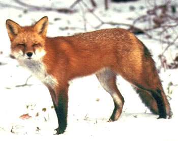Red Fox Info