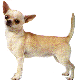 http://thumbs2.modthesims.info/img/2/4/1/6/4/7/MTS2_Munchies_417210_chihuahua.gif