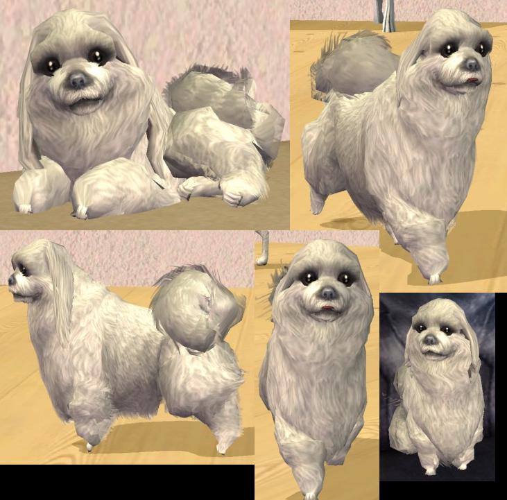 Mod The Sims - Maltese with long hairstyle x 2
