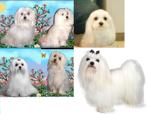 Mod The Sims - Maltese with long hairstyle x 2