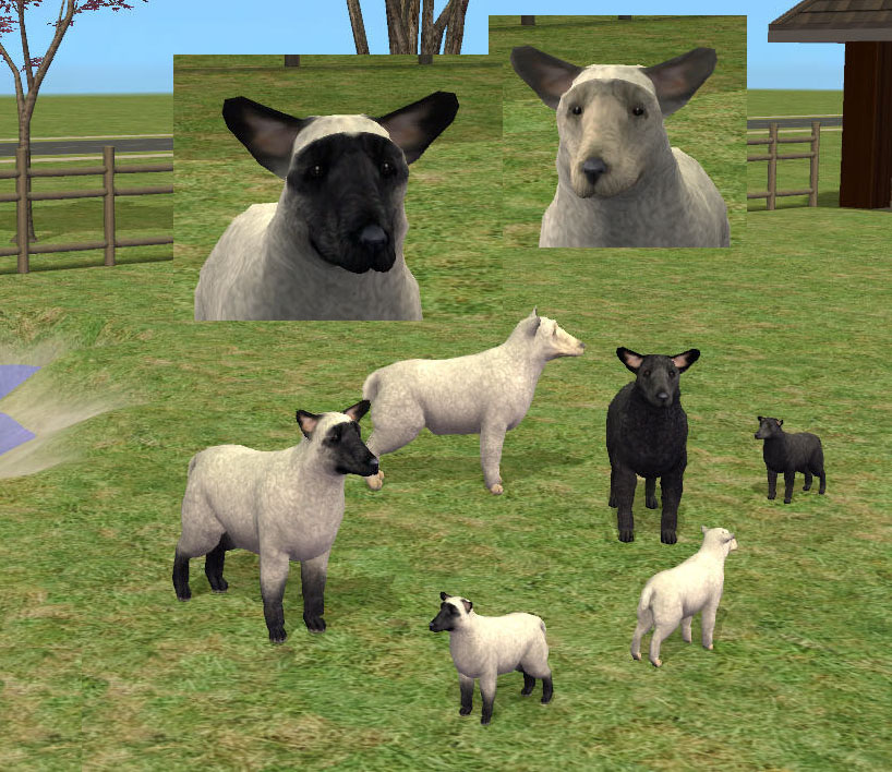 Sheepish Eye Contact