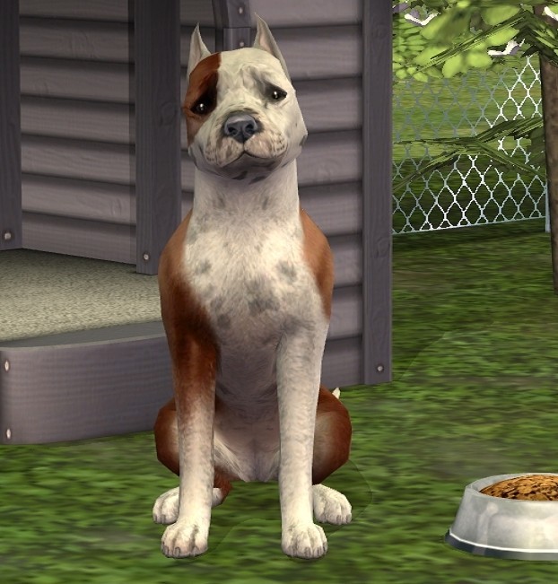 amstaff pitbull mix