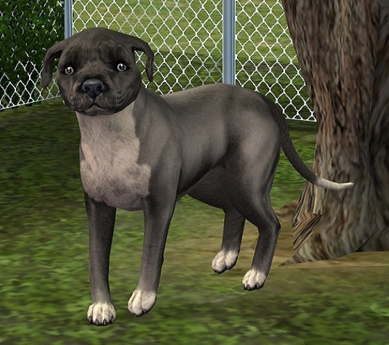 British Staffy