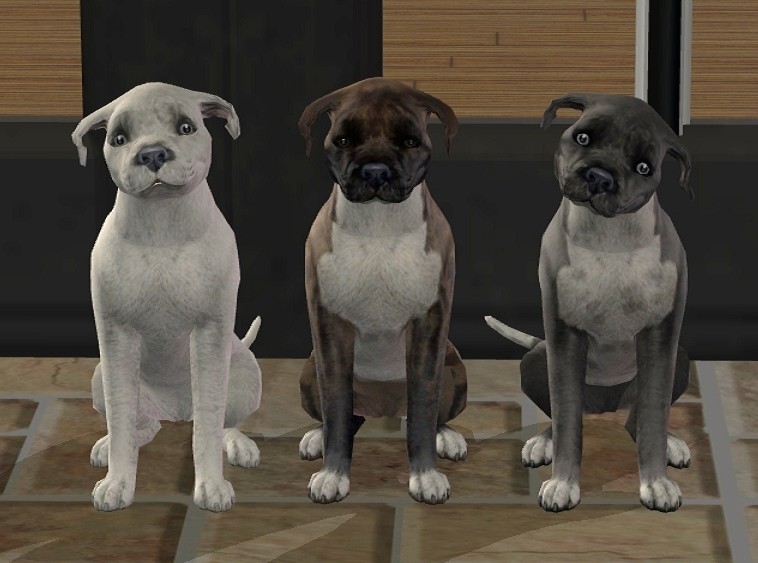 Mod The Sims - 3 Staffordshire Bull Terrier Pups