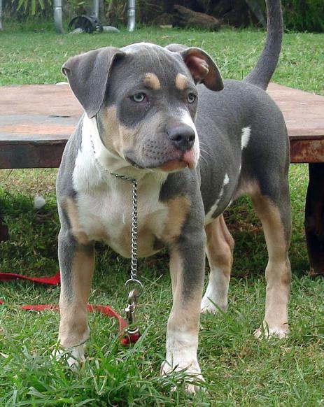 Blue Tri Color Pit Bull Puppies