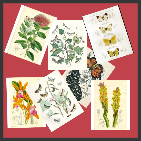http://thumbs2.modthesims.info/img/3/8/4/8/7/7/MTS2_magnoliae_701992_NL_botanical1.jpg