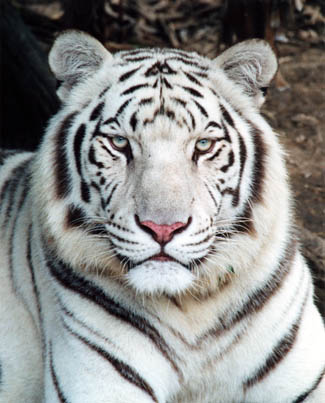 white tiger pictures