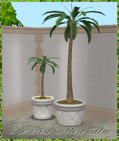Baby Palm