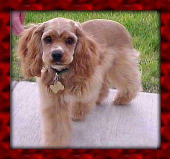 Cocker Spaniel Info