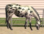 http://thumbs2.modthesims.info/img/2/0/4/9/1/6/MTS2_thumb_heysailor_180992_leopardmare.jpg