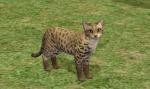 http://thumbs2.modthesims.info/img/2/5/2/0/3/MTS2_thumb_amjoie_914557_AMjoieWildCat.jpg