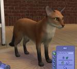 http://thumbs2.modthesims.info/img/2/5/2/0/3/MTS2_thumb_amjoie_914559_AMjoieBlackTailedFoxerCatClose.jpg