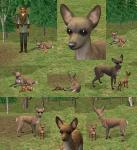 http://thumbs2.modthesims.info/img/2/5/2/0/3/MTS2_thumb_amjoie_914884_AMjoieLittleDearDog.jpg