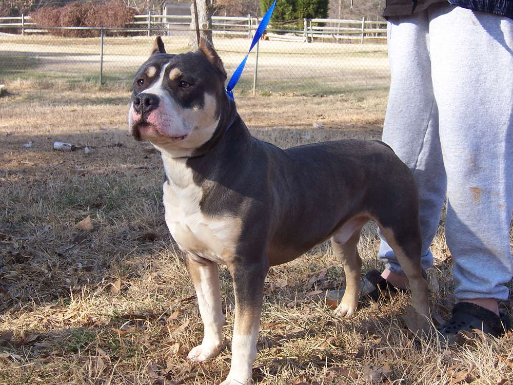 Tri color pitbull sales terrier