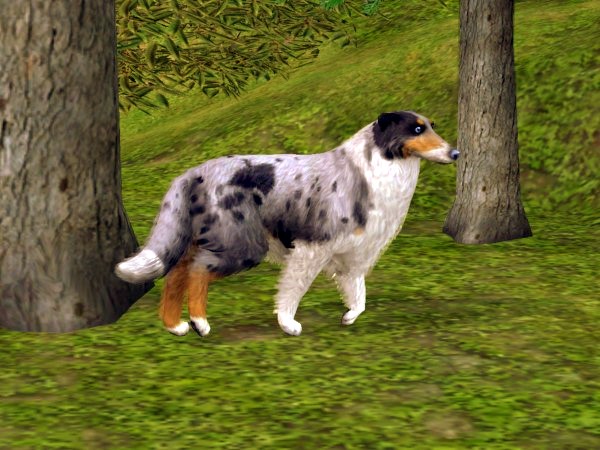 http://thumbs2.modthesims.info/img/4/7/9/3/1/2/8/MTS2_calinours_1186700_bluemerleroughcollie(2).jpg